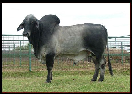 MSP Emperor Didor 922
