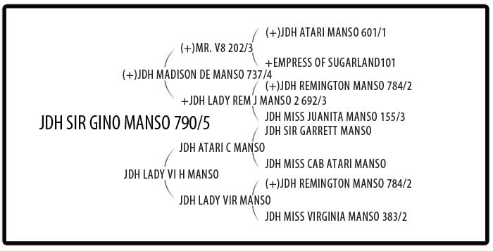 JDH Sir Gino Manso 790/5