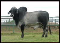 MSP Emperor Didor 922