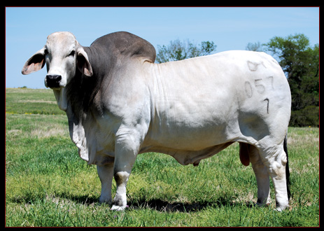 NMSU GARRETT MANSO 7057