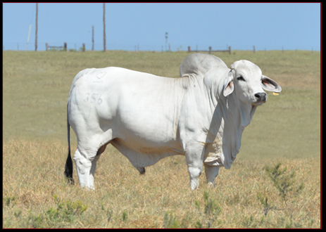 MSP Doc Holiday 356/1