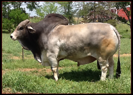 MSP Sir Dubo Boy 863