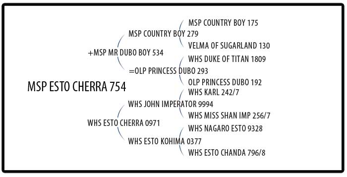 MSP Esto Cherra 754MSP Esto Cherra 754