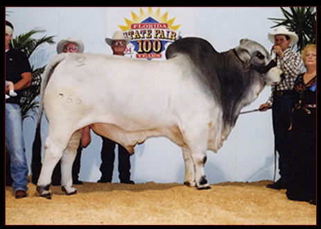 +MSP Doc Holiday Jr. 766