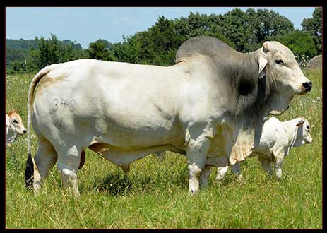 MSP GARRETT MANSO 348/1