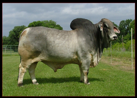 MSP Special Reload 945