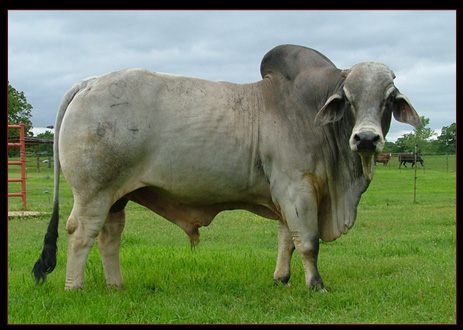 MSP Rod Petty John 614